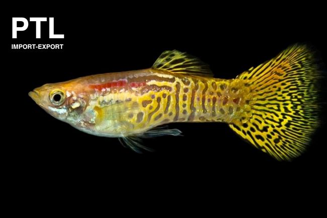 PTL43430_P. GUPPY ISRAEL MASCHI SNAKESKIN YELLOW